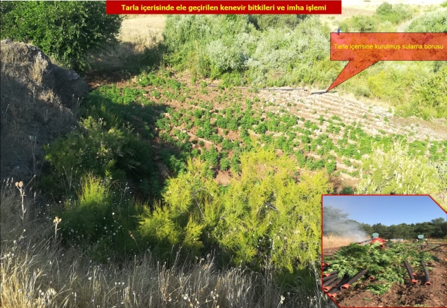 Diyarbakır'da 1 milyon kök Hint keneviri ele geçirildi